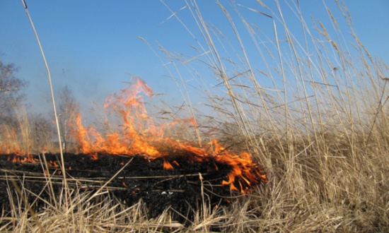 Причина ландшафтных пожаров - человеческий фактор!